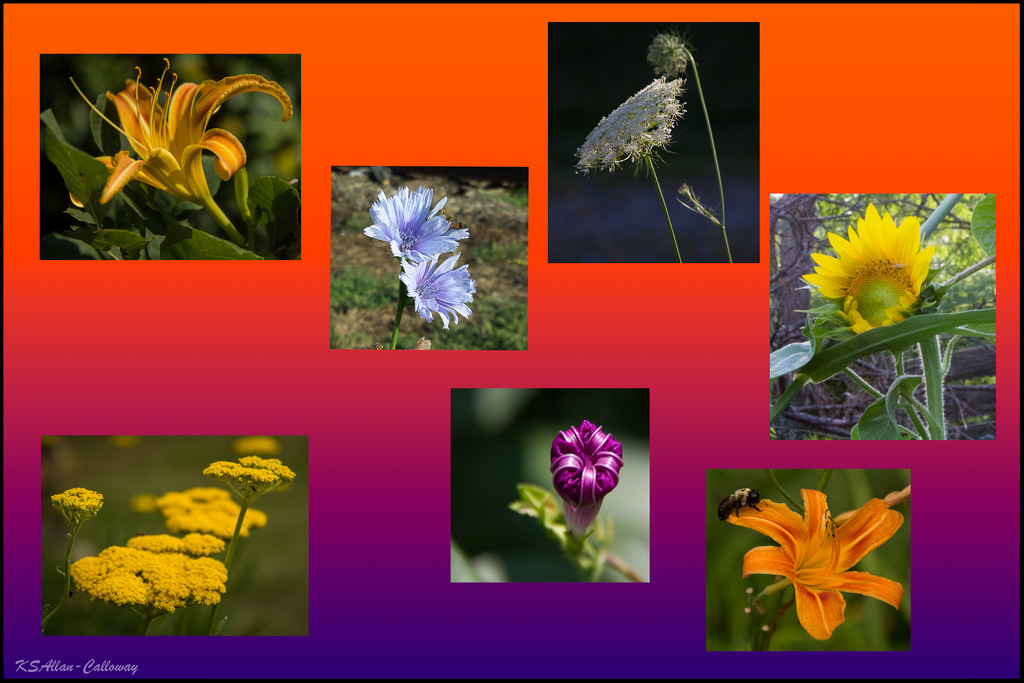 Flowers of summer by randystreat