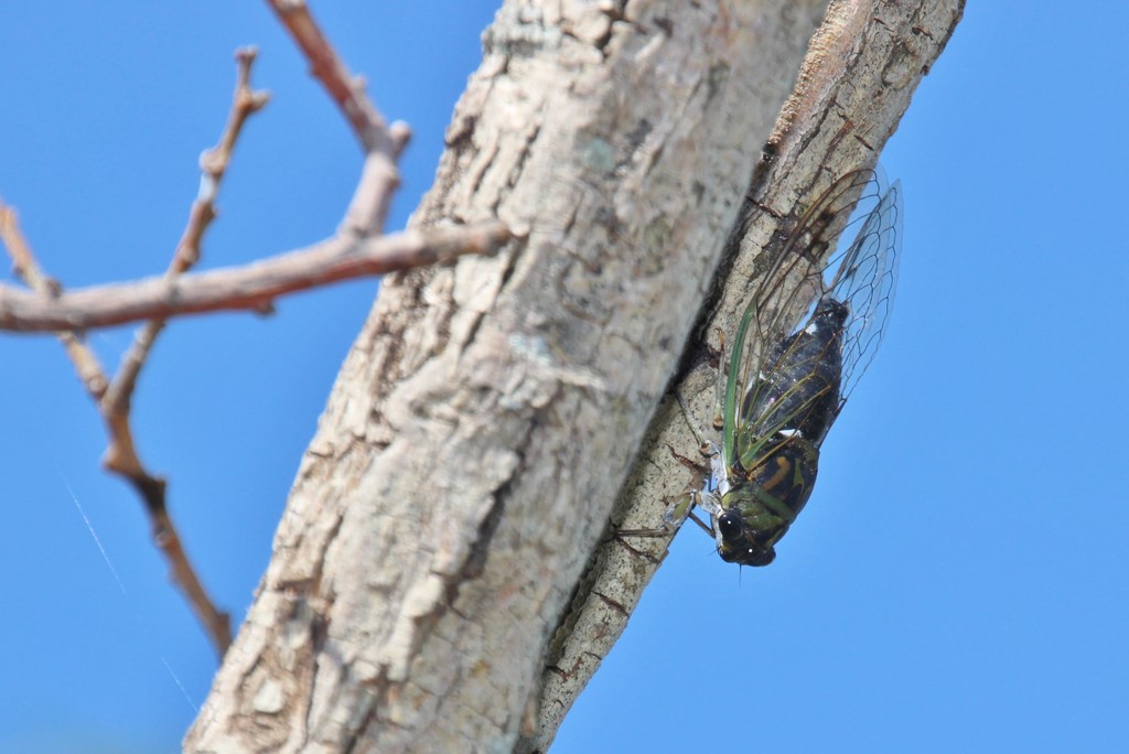 Cicada singing his beautiful song! by bjchipman