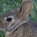 bunny profile by amyk