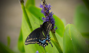 26th Jul 2016 - Eastern Black Swallowtail Butterfly!