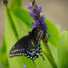 Eastern Black Swallowtail Butterfly! by rickster549