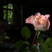 Roxanne's Rose by houser934