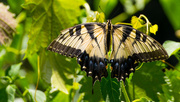 26th Jul 2016 - Giant Swallowtail Butterfly!