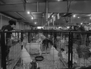 26th Jul 2016 - Small animal barn at the fair #2