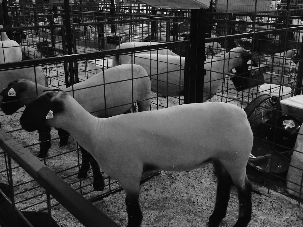 Small animal barn at the fair #1 by mcsiegle