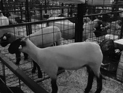 26th Jul 2016 - Small animal barn at the fair #1