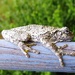tree frog by scottmurr
