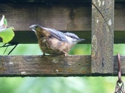 27th Jul 2016 - Young Nuthatch 
