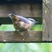 Young Nuthatch  by susiemc