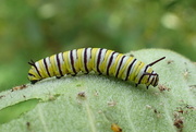 27th Jul 2016 - Monarch Caterpillar