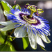 Passion Flower by pcoulson
