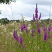 Meadowsweet and Purple Loosestrife by susiemc
