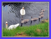 10th Jul 2016 - The Swan Family.