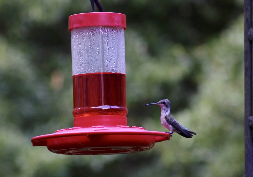 hummingbird on the feeder by scottmurr