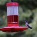 hummingbird on the feeder by scottmurr