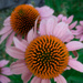 Echinacea by houser934
