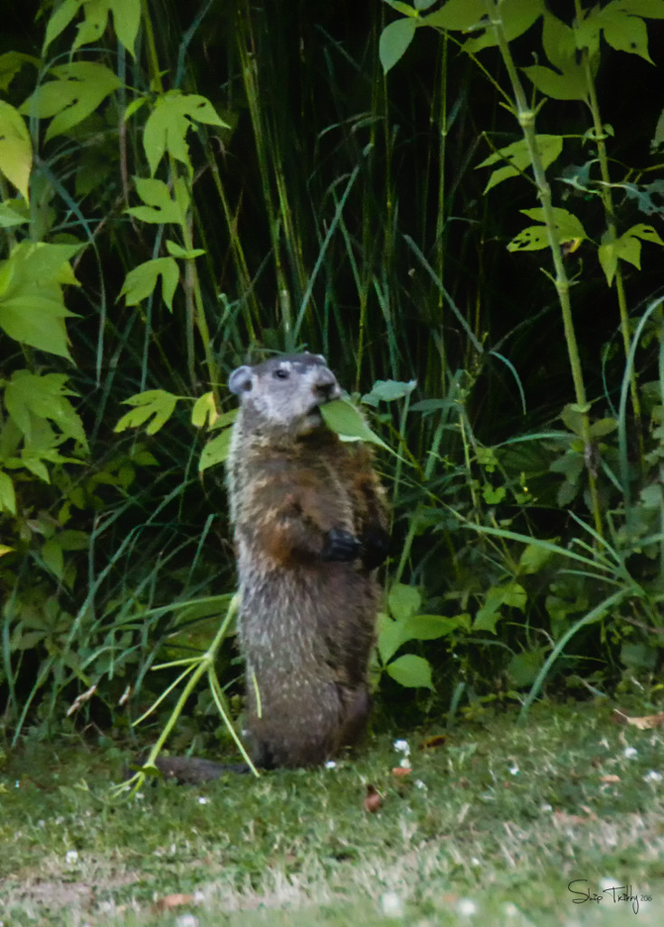 Groundhog - Whistle Pig - Woodchuck by skipt07