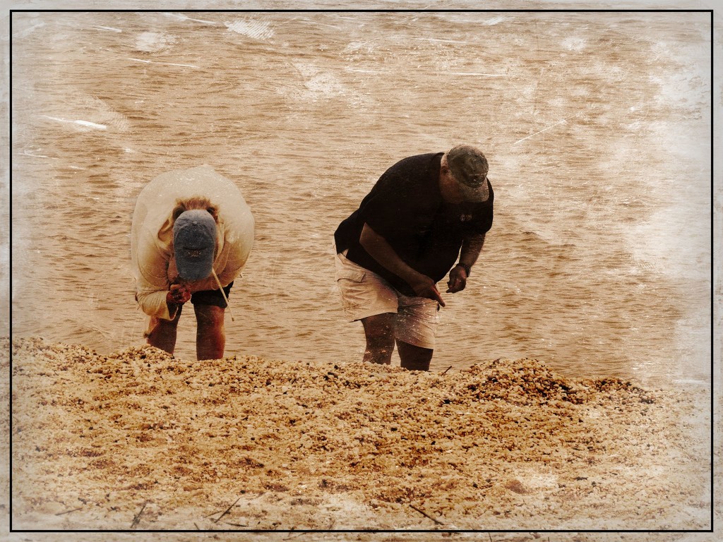 The Shell Collectors by olivetreeann