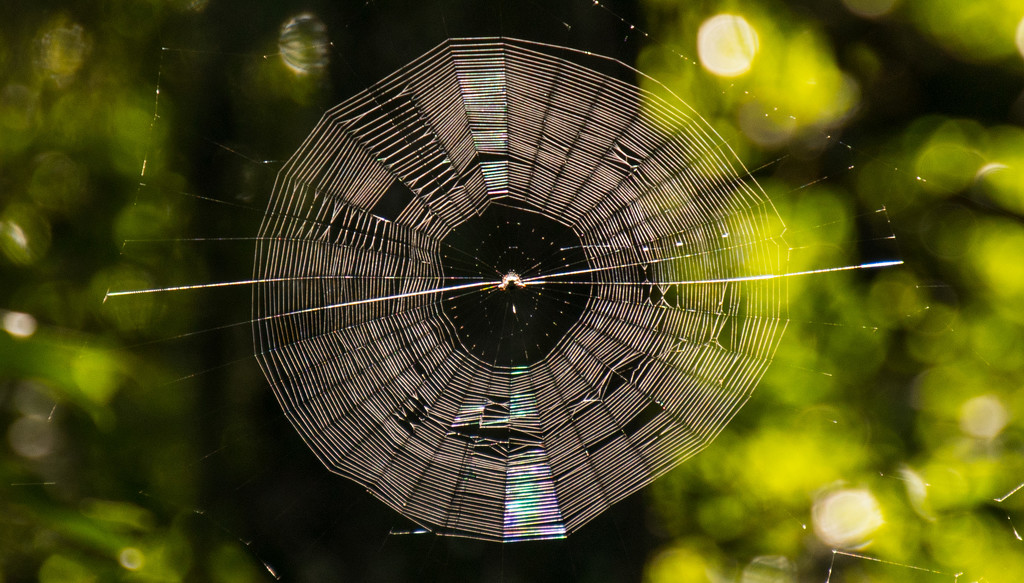Web in the Tree's! by rickster549