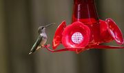 27th Jul 2016 - Hummingbird Contemplating Dinner!