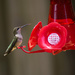 Hummingbird Contemplating Dinner! by rickster549