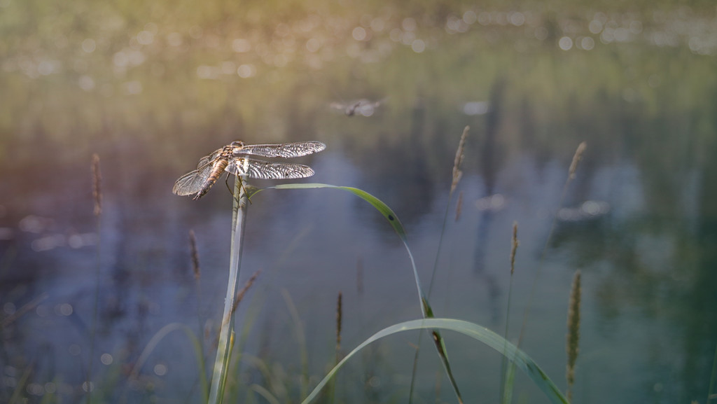 Dragonfly at Vickey's Pond by taffy