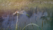 27th Jul 2016 - Dragonfly at Vickey's Pond