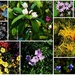 Blooms from my garden ~ by happysnaps