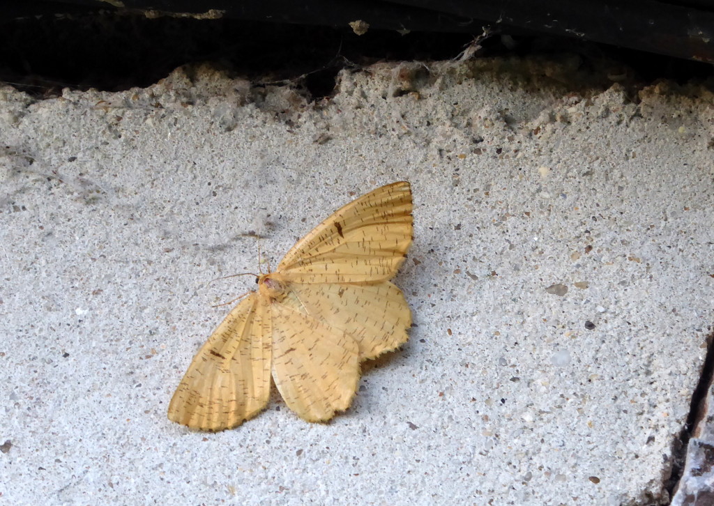 Moths of Brittany 5 .Orange moth by steveandkerry