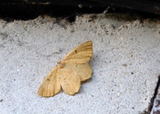 28th Jul 2016 - Moths of Brittany 5 .Orange moth