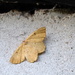 Moths of Brittany 5 .Orange moth by steveandkerry