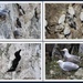 Birds at Bempton Cliffs by oldjosh