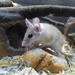 Cairo spiny mouse by gabis