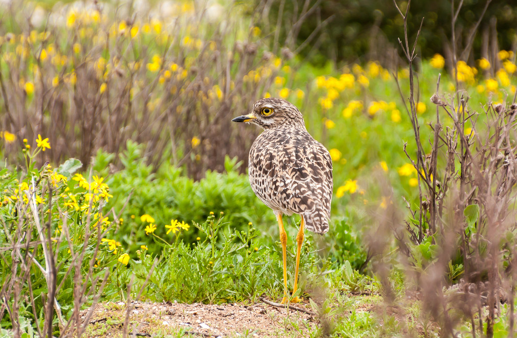 Thick Knee by seacreature