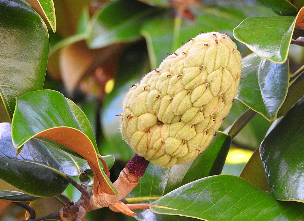 Young magnolia fruit by homeschoolmom