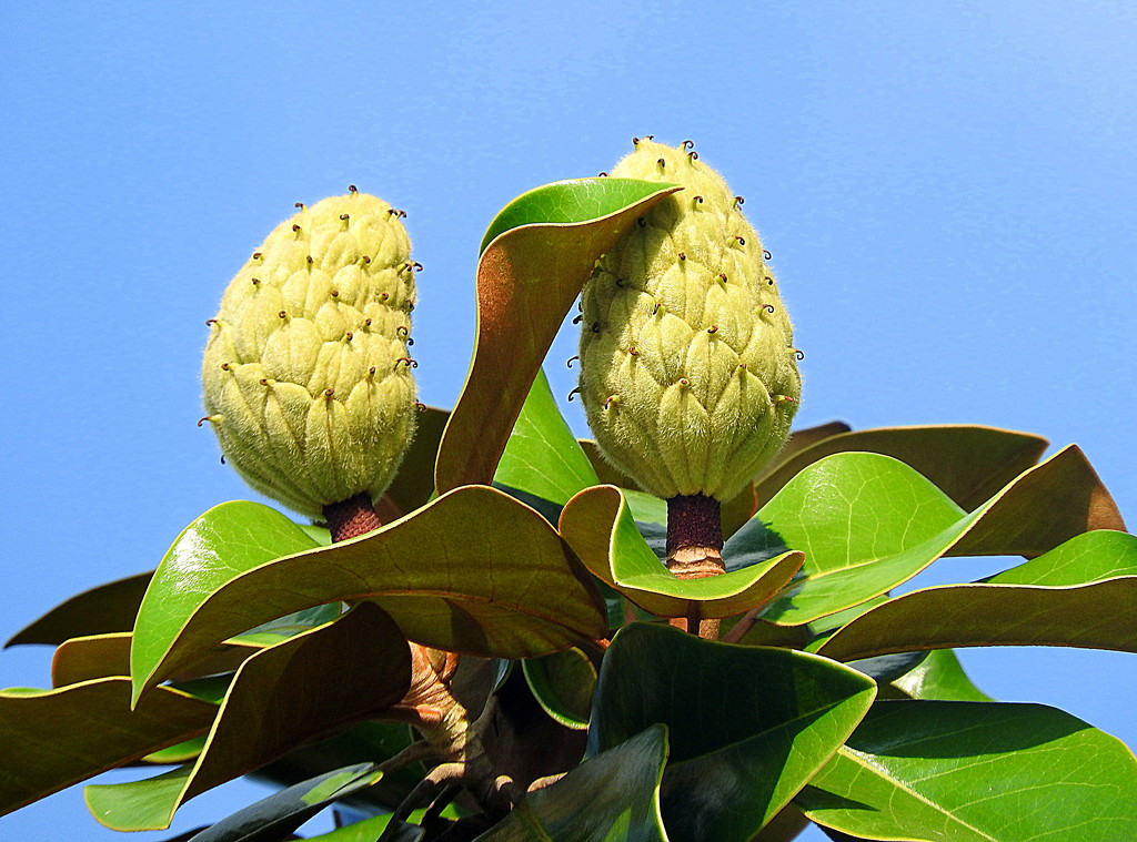 Magnolia fruits in the sunshine by homeschoolmom