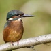 Juvenile Kingfisher by padlock