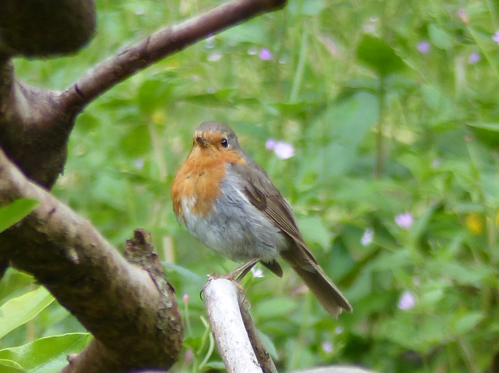Sweet Little Robin by susiemc
