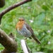 Sweet Little Robin by susiemc