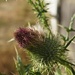 Thistle Flower by meotzi
