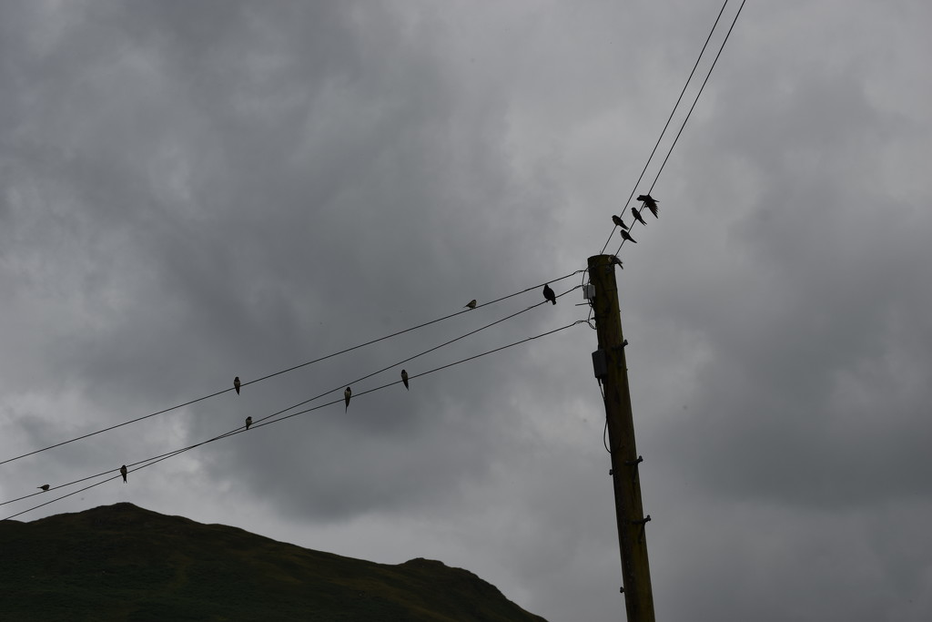 birds on the wire by christophercox