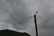 28th Jul 2016 - birds on the wire