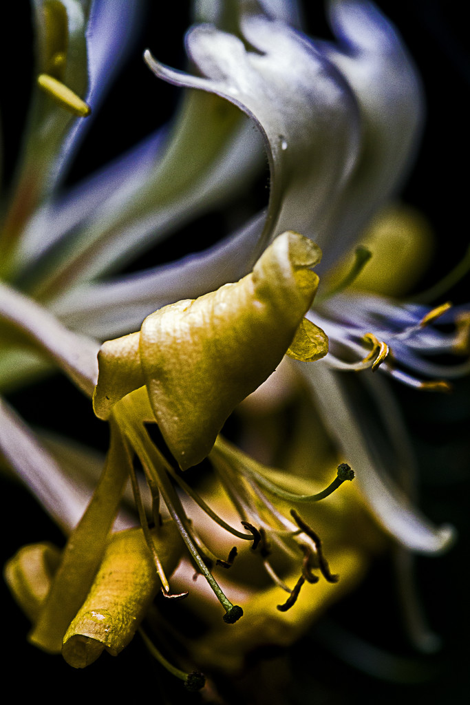 Honeysuckle Flowers by megpicatilly