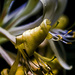 Honeysuckle Flowers by megpicatilly