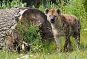 28th Jul 2016 - Spotted Hyena