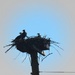 Osprey nest up high in the sky by bruni