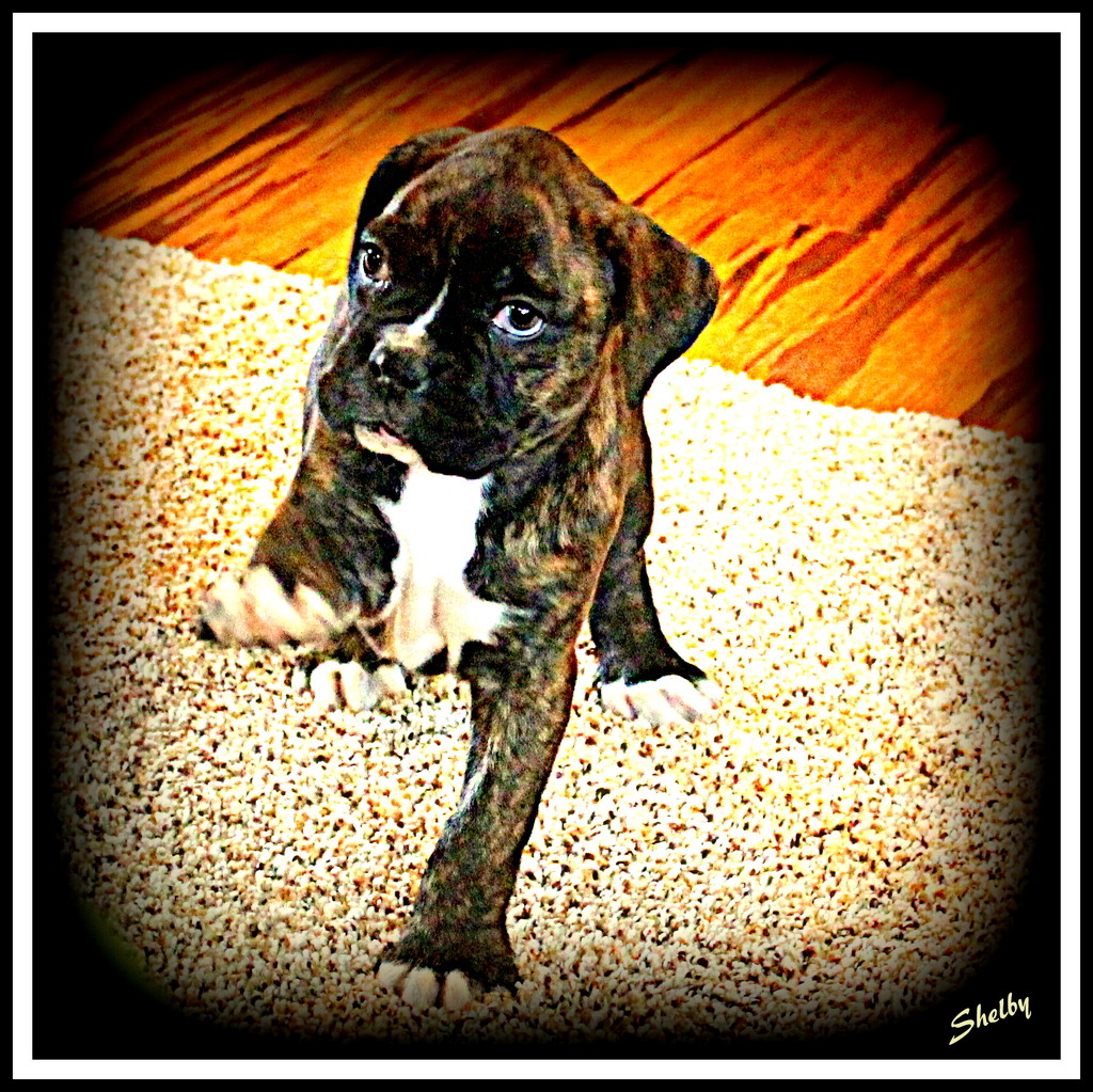 Boxer Pup by vernabeth