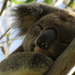 z land by koalagardens