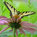 Tiger Swallowtail by annepann