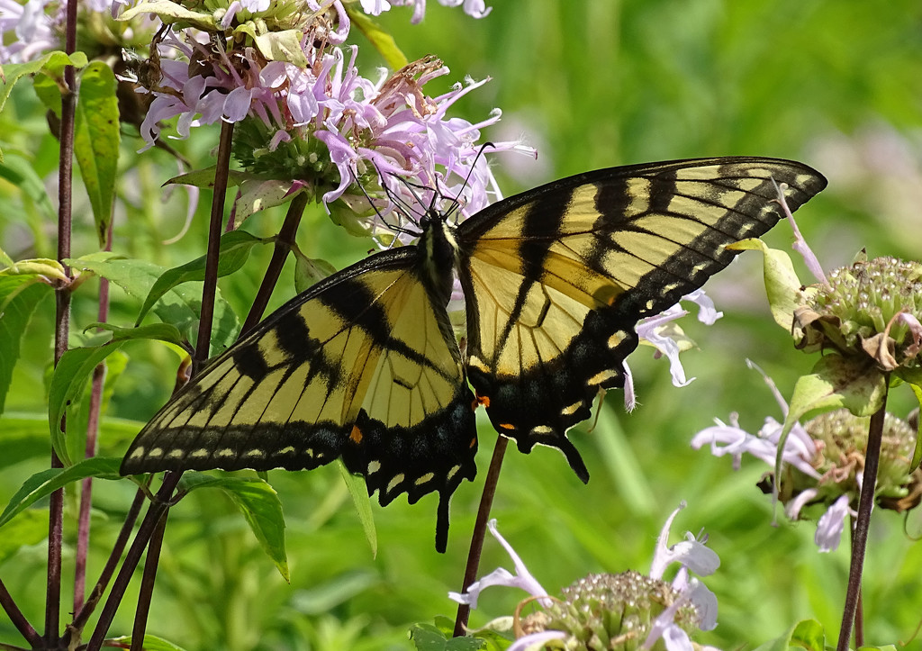 Tiger Swallowtail II by annepann